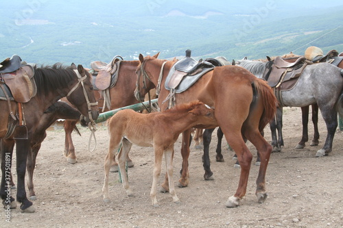 Fototapeta Naklejka Na Ścianę i Meble -  horse and foal, Crimea, Southern coast of Crimea, 