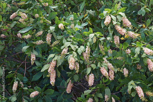 Coastal Pepperbush (Clethra alnifolia). Called Coastal Sweet Pepperbush, Coastal Sweet Pepper, Alderleaf Pepperbush, Alderleaf Clethra, Clethra and  Summer Sweet also