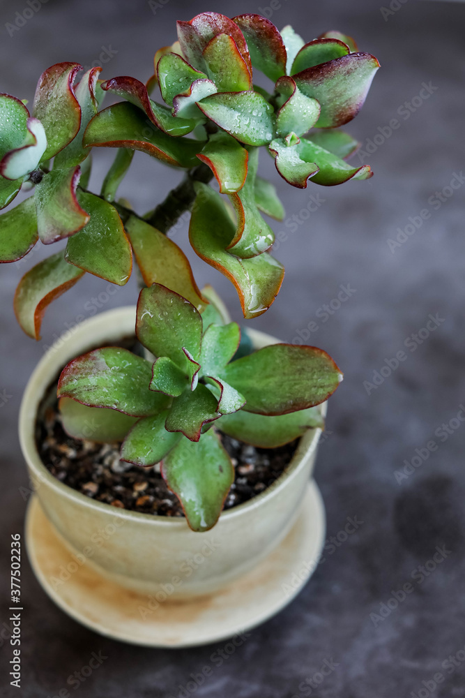 Crassula in a light pot. Home green plants. Watering and growing succulents. Crassula in a light pot. Home green plants. Watering and growing succulents.