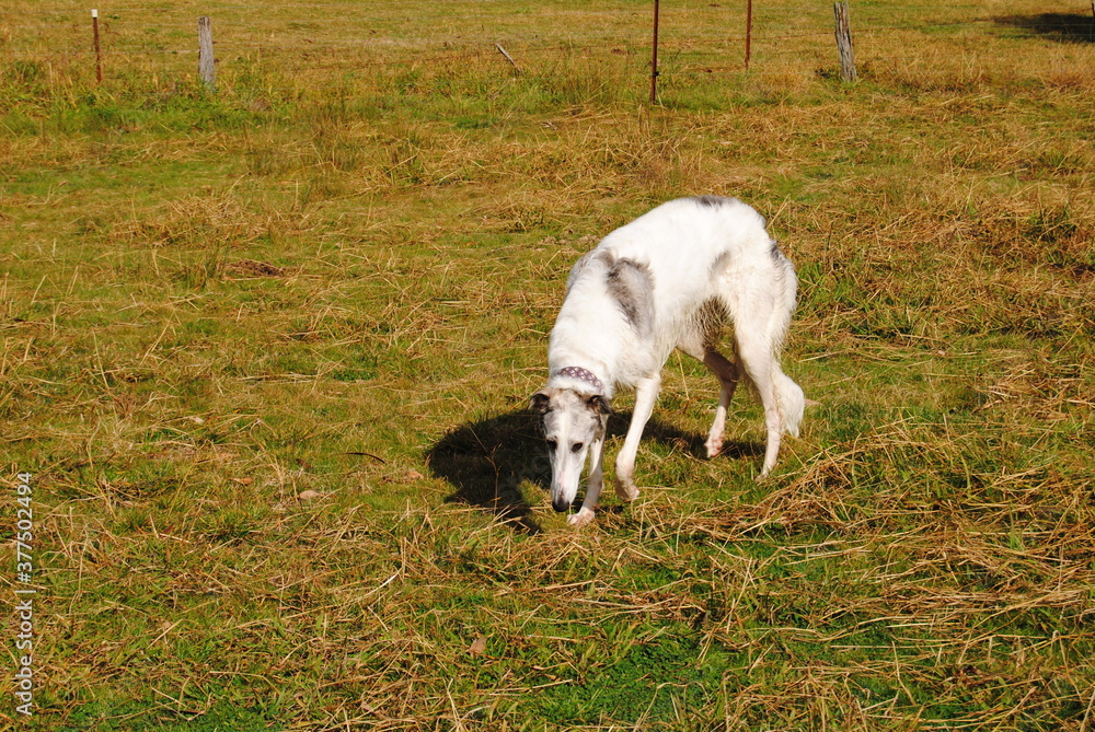 The Russian borzoi dog on the field in the green grass with the sunlight The Russian borzoi dog on the field in the green grass with the sunlight