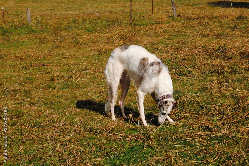 The Russian borzoi dog on the field in the green grass with the sunlight The Russian borzoi dog on the field in the green grass with the sunlight