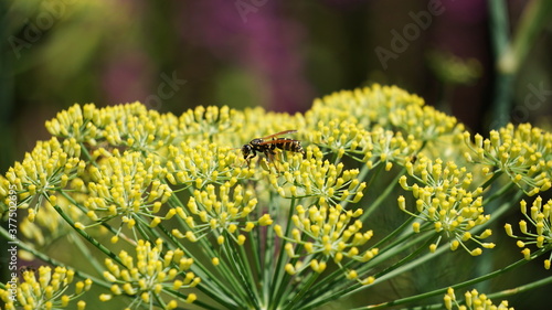 Haus Feldwespe auf gelber Blume