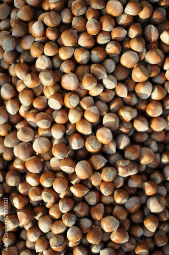 Hazelnuts dry on the ground. Process of Turkish hazelnuts. organic natural food. taking nuts with his hand.healty food.