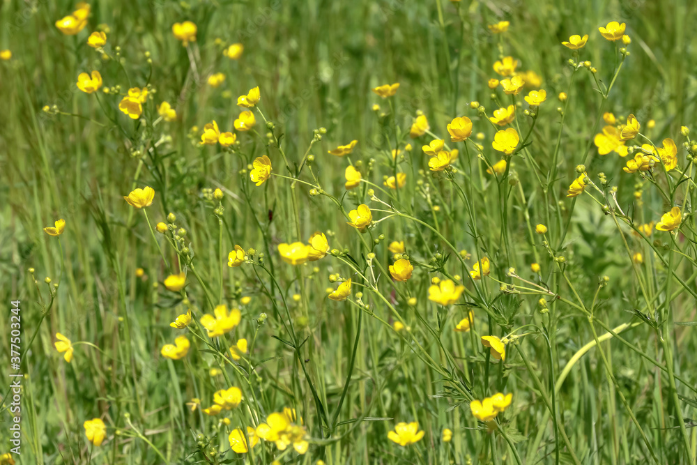Butterblumen, Hahnenfuß, Ranunculus repens Butterblumen, Hahnenfuß, Ranunculus repens