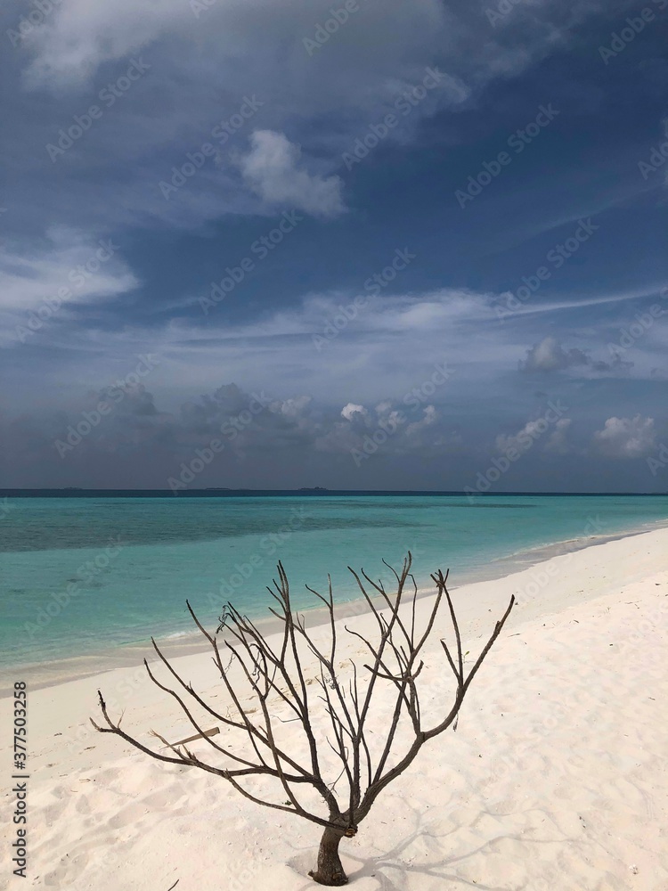 The beach and a single tree