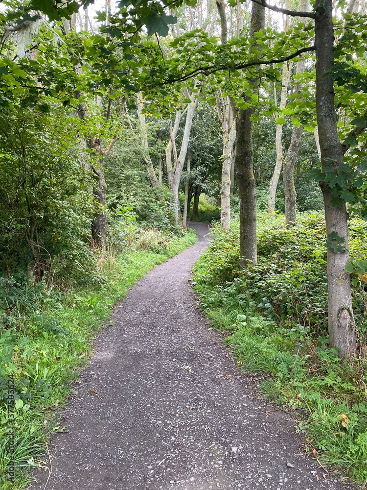 Fototapeta premium path in the forest