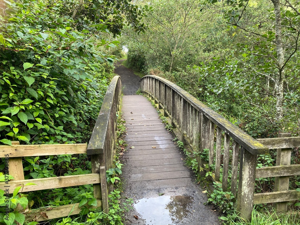 wooden bridge in the woods