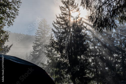 winter forest in the morning