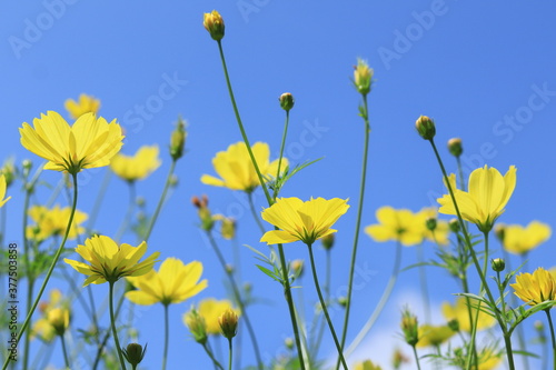 Cosmos in showakinen park  japan tokyo