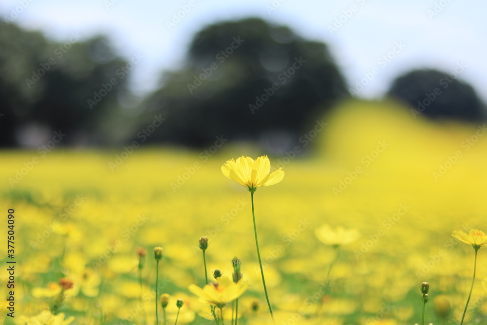 Obraz premium Cosmos in showakinen park ,japan,tokyo
