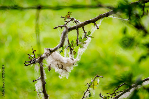 Φωτογραφία Sheep's wool caught on the branches of a shrub