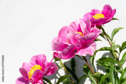 beautiful pink peony flowers on white background. In full bloom concept.