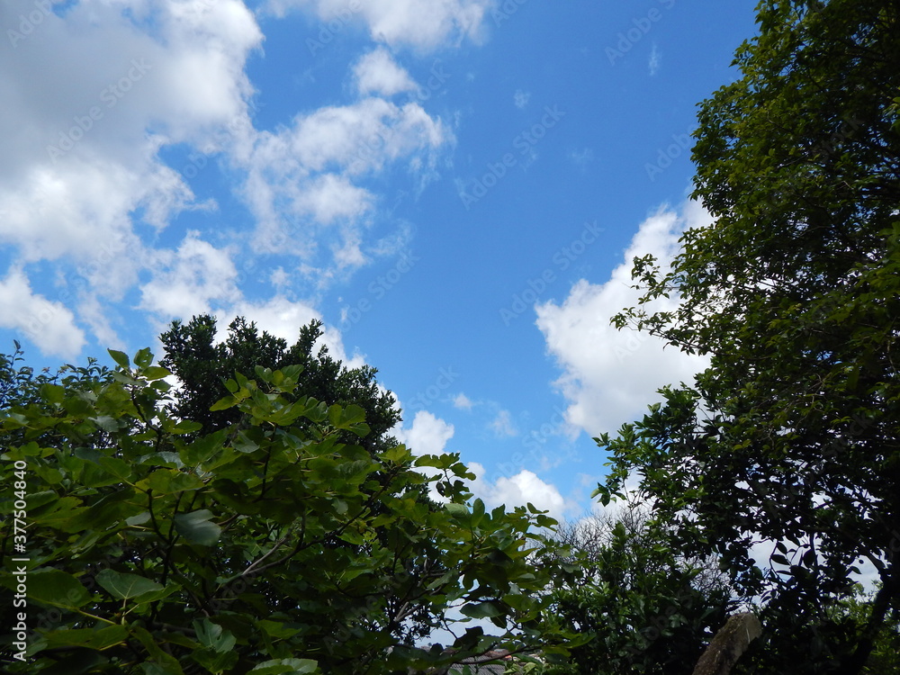 sky and trees