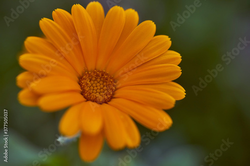 Nails medicinal  or marigold medicinal - herbaceous plant  a species of genus Calendula family Astra. Close-up.With copy space.