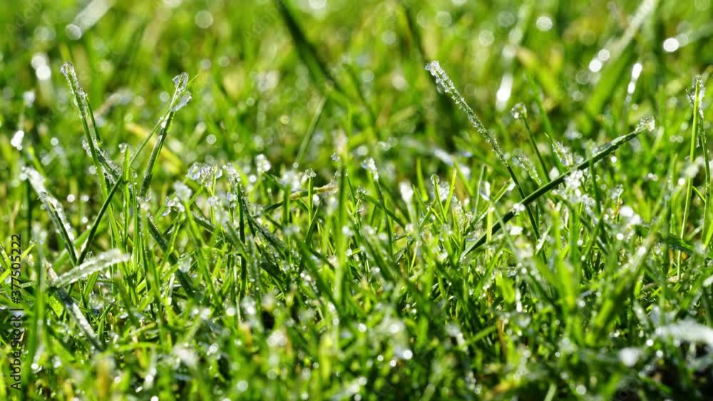 Frosty green grass melting. Time-lapse Frosty green grass melting. Time-lapse