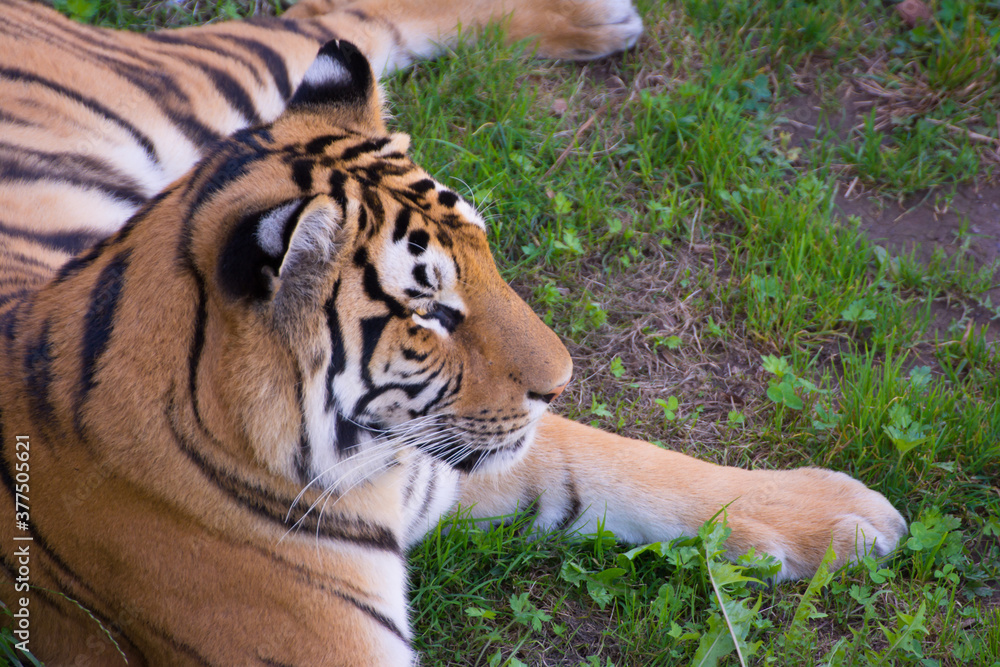 Obraz premium Tigre