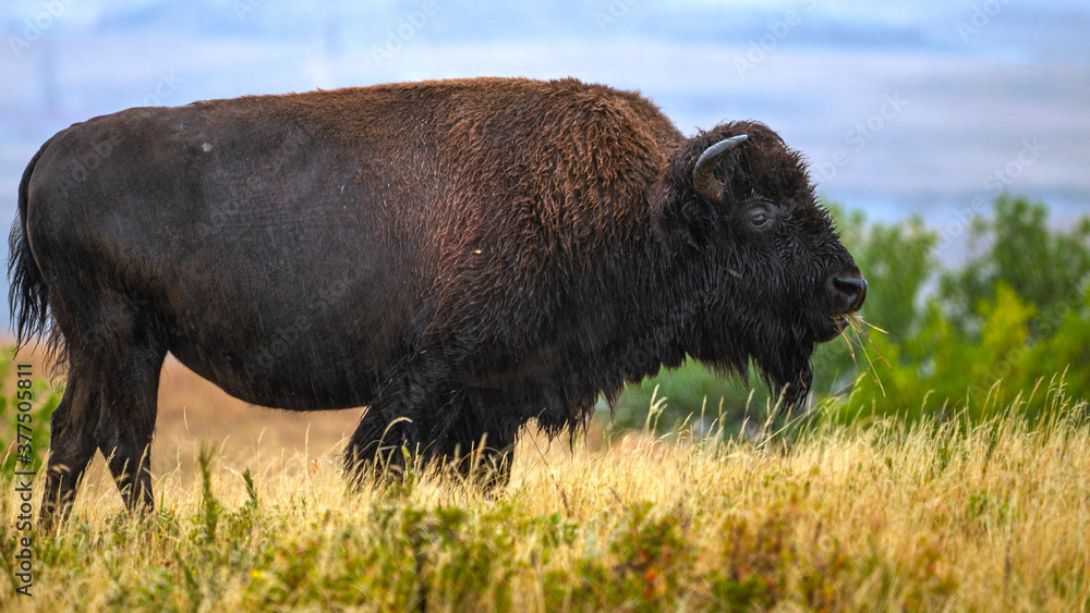 Cow Buffalo, Bison eating grass on a rainy day  in the badlands of North Dakota
