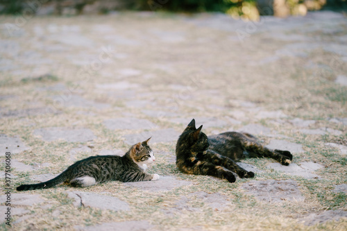Two cats, gray with white and black and red, lie resting on the asphalt overgrown with grass. © Nadtochiy