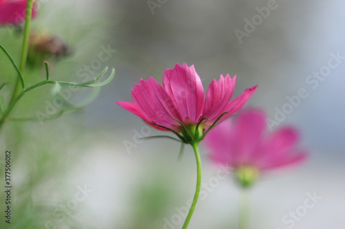 cosmos in the park ,japan,tokyo