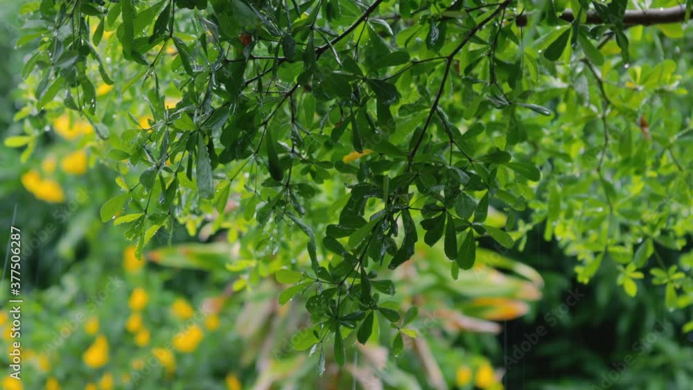 4K Close up raining over the tree. Close up raining over leaves on day time. Light rainfall over little tree. Green nature concept. 4K Close up raining over the tree. Close up raining over leaves on day time. Light rainfall over little tree. Green nature concept.
