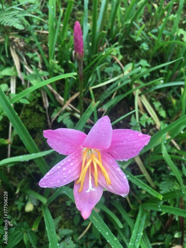 purple flower in spring season flower found in sikkim