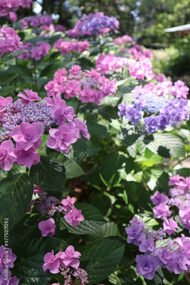 ピンクと紫の紫陽花の道