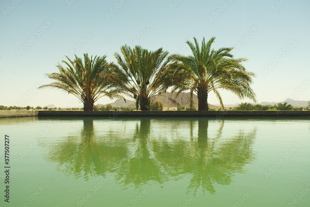palm trees reflection in water