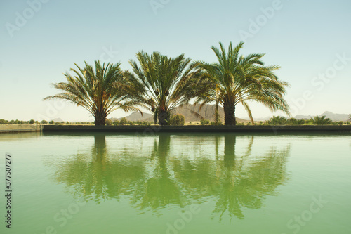 palm trees reflection in water