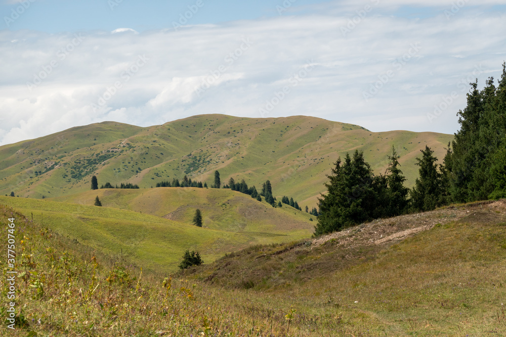 Hills covered with grass and spruce trees