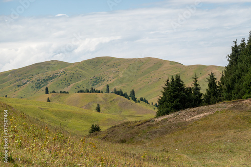 Hills covered with grass and spruce trees © Olesya