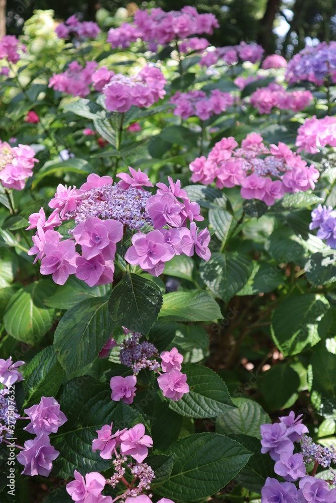 広がる紫陽花畑