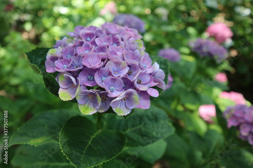 紫色の紫陽花