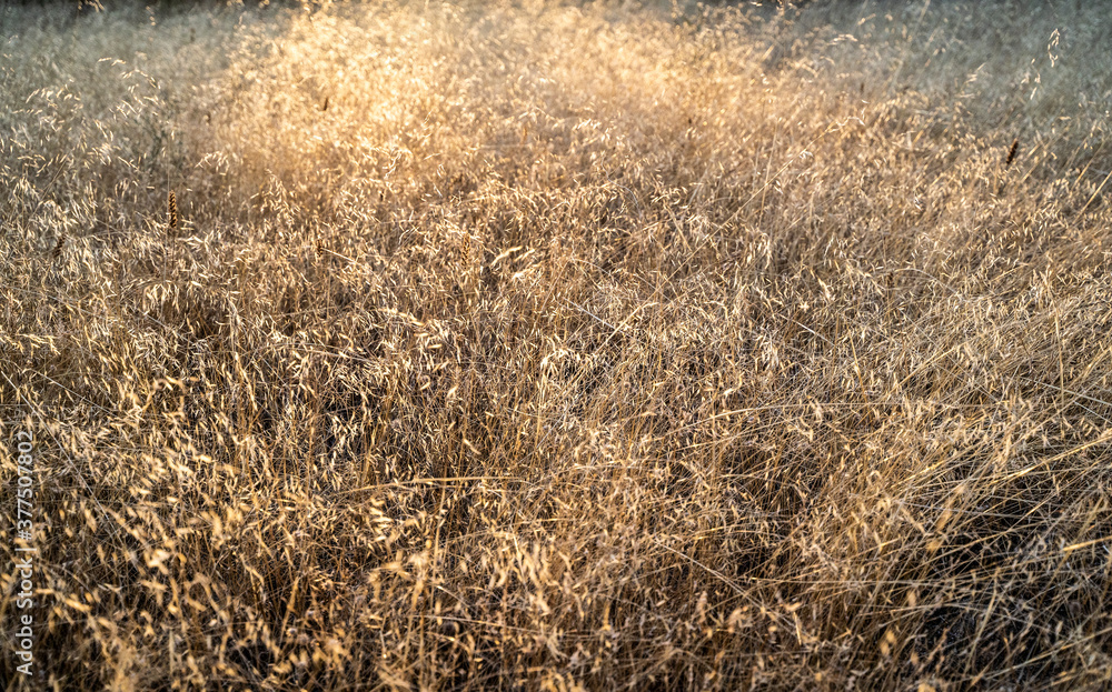 Dry crops straw field mediterranean Dry crops straw field mediterranean