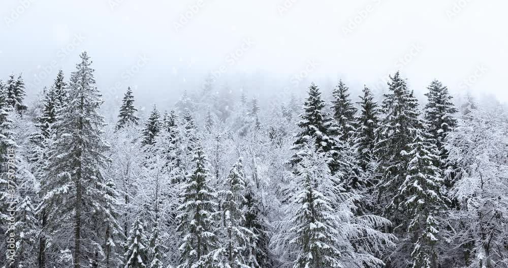 Beautiful foggy mountain forest trees winter scene with snowfall. Beautiful foggy mountain forest trees winter scene with snowfall.