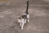 A gray-and-white cat walks forward on the asphalt with a raised tail.