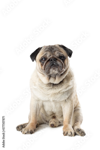 Adorable mature Pug dog sitting on white isolated background. Funny dog poses © mathefoto