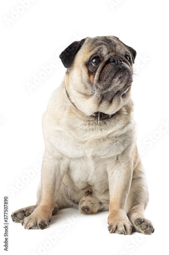 Adorable mature Pug dog sitting on white isolated background. Funny dog poses © mathefoto
