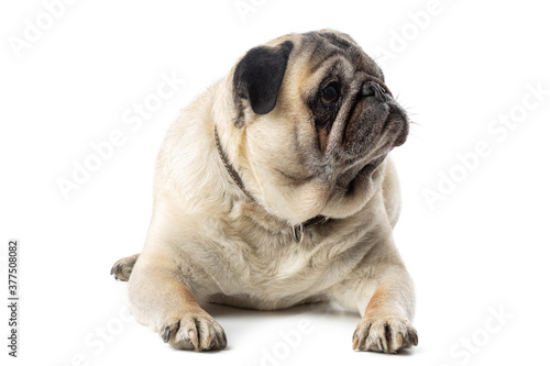 Adorable mature Pug dog sitting on white isolated background. Funny dog poses