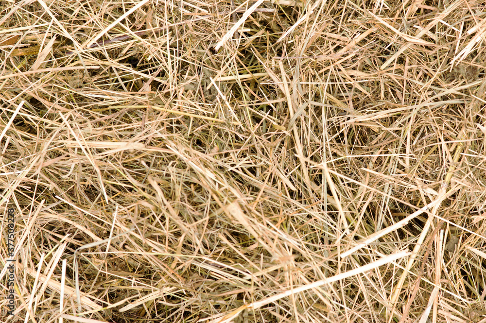 Natural dry hay pattern background Natural dry hay pattern background