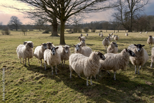 sheep in field in countryside on farm