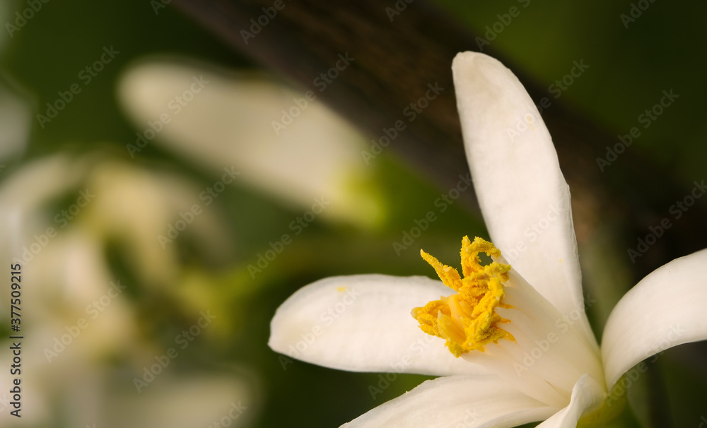 Citrus Limetta blossom Citrus Limetta blossom