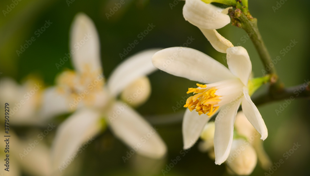 Citrus Limetta blossom Citrus Limetta blossom
