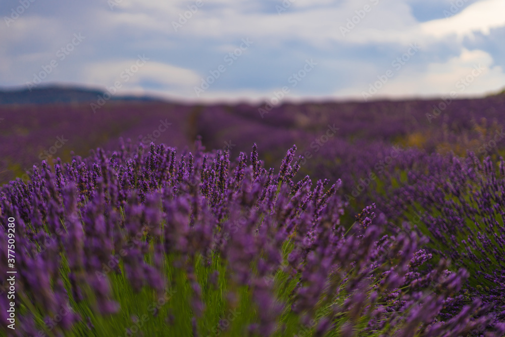 Naklejka premium manos de mujer sobre campos de lavanda