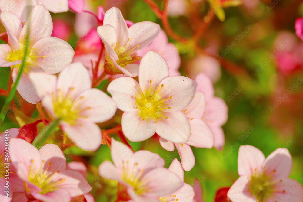 Flowers of the cherry blossoms on a spring day