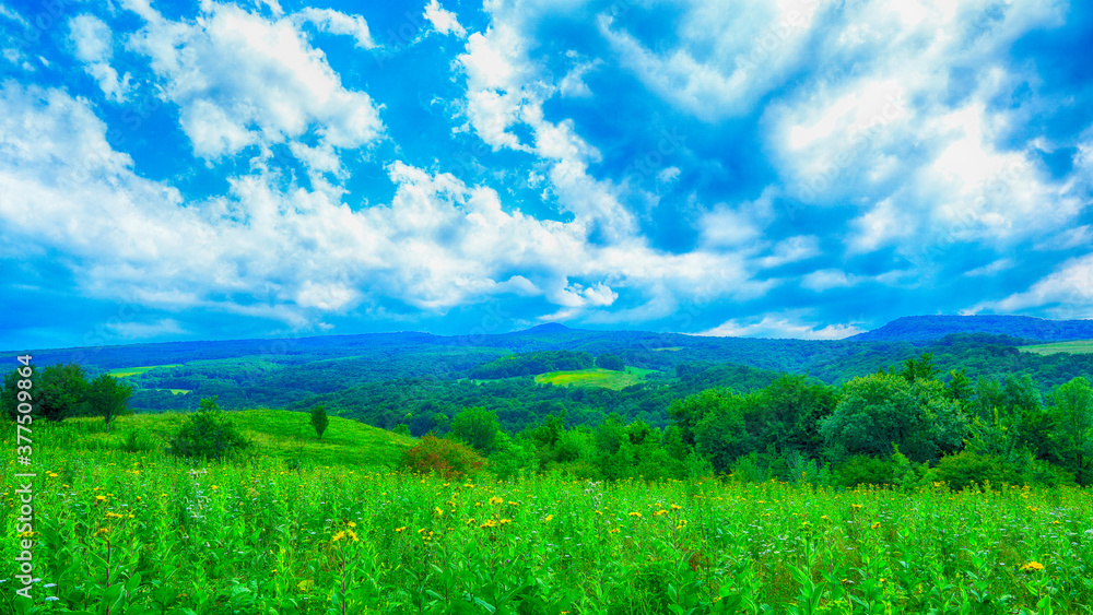 Meadows growing on the slope of the Caucasus Mountains Meadows growing on the slope of the Caucasus Mountains