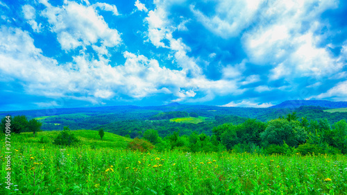 Meadows growing on the slope of the Caucasus Mountains