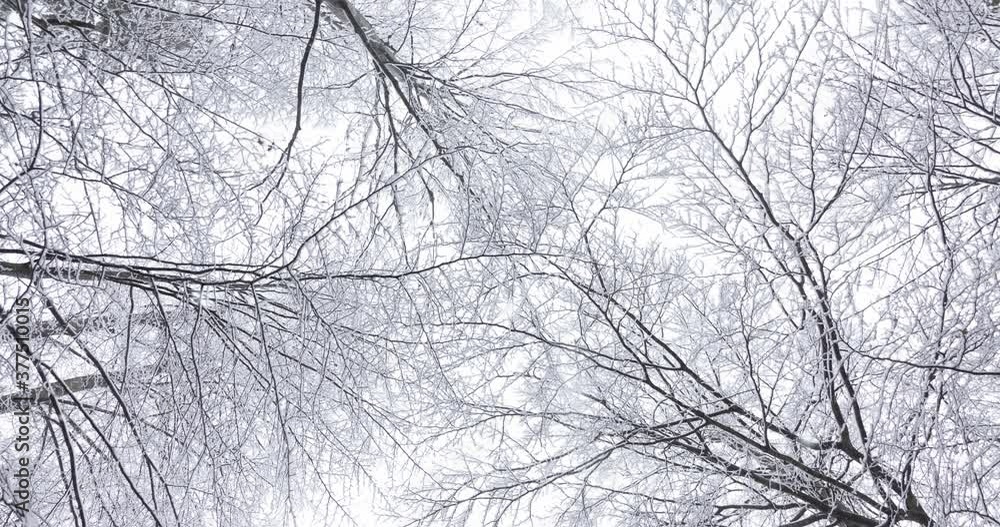 Tree crown with frozen snowy branches. Snow falling in winter season foggy beech forest scene. Tree crown with frozen snowy branches. Snow falling in winter season foggy beech forest scene.