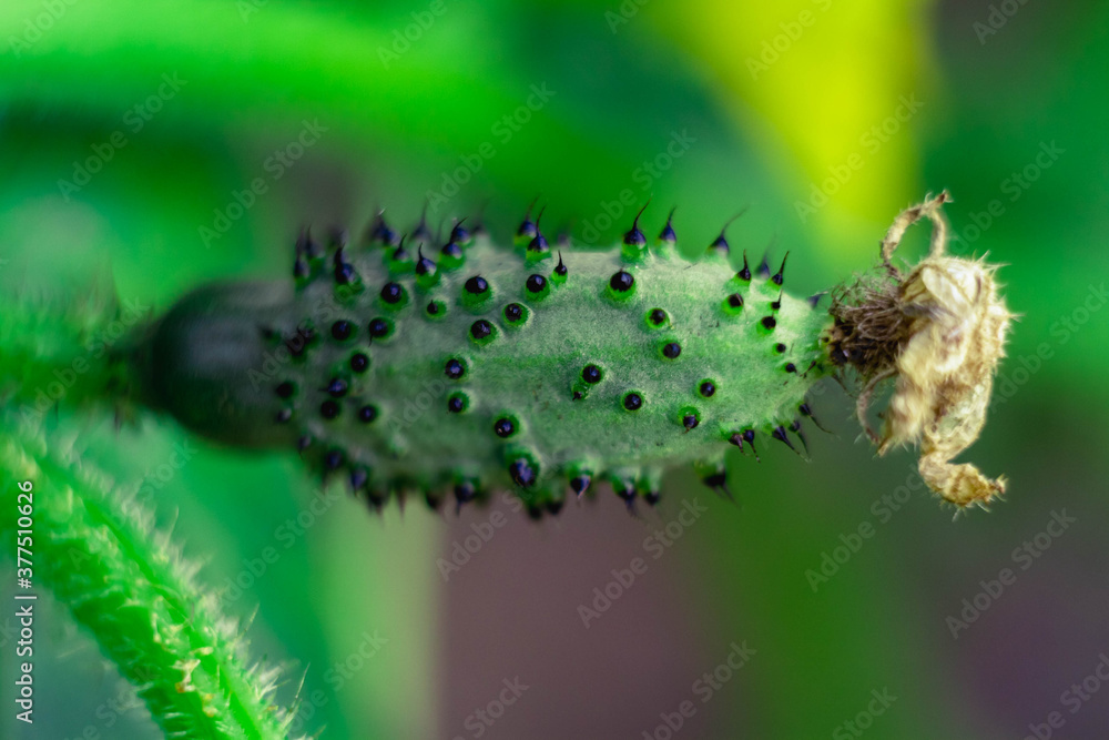 Prickly ovary of a cucumber on a plant. Sharp black spikes on a small young green cucumber. Prickly ovary of a cucumber on a plant. Sharp black spikes on a small young green cucumber.
