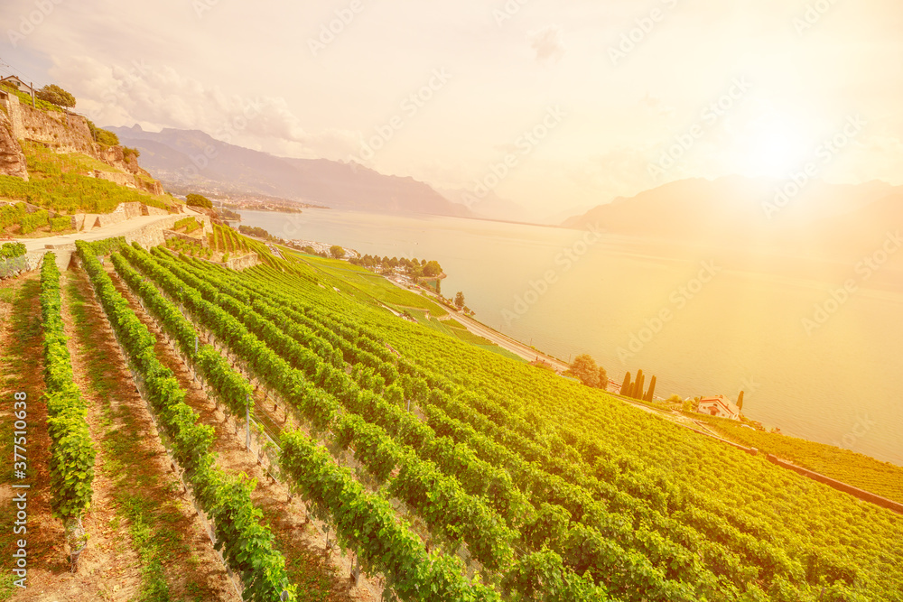 Scenic landscape of Lavaux Vineyard Terraces at sunset and Lake Geneva or Lake Leman. Lavaux, a UNESCO World Heritage Sites, is a region in Vaud Canton in Switzerland, in the district of Lavaux-Oron.