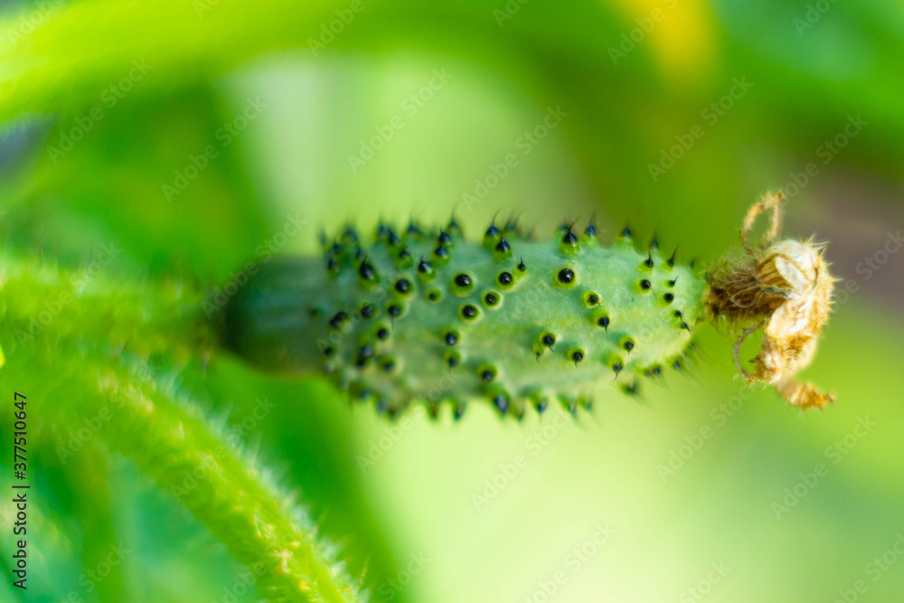 Fototapeta premium Growing cucumbers in the garden. A young cucumber with a dried yellow flower at the tip and prickly thorns.